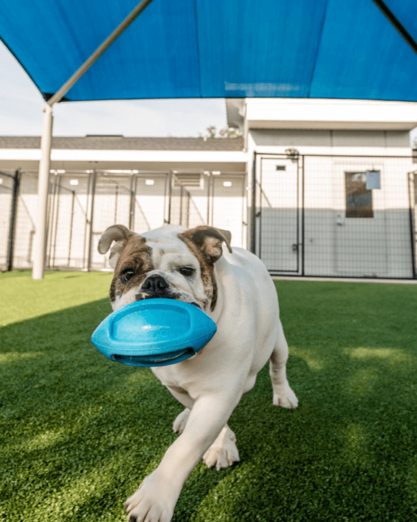 Positive Reinforcement  - How to Introduce Your Dog to Agility Equipment at the Park